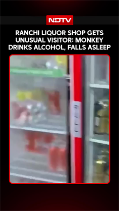 Ranchi Liquor Shop Gets Unusual Visitor, Monkey Drinks Alcohol, Falls Asleep