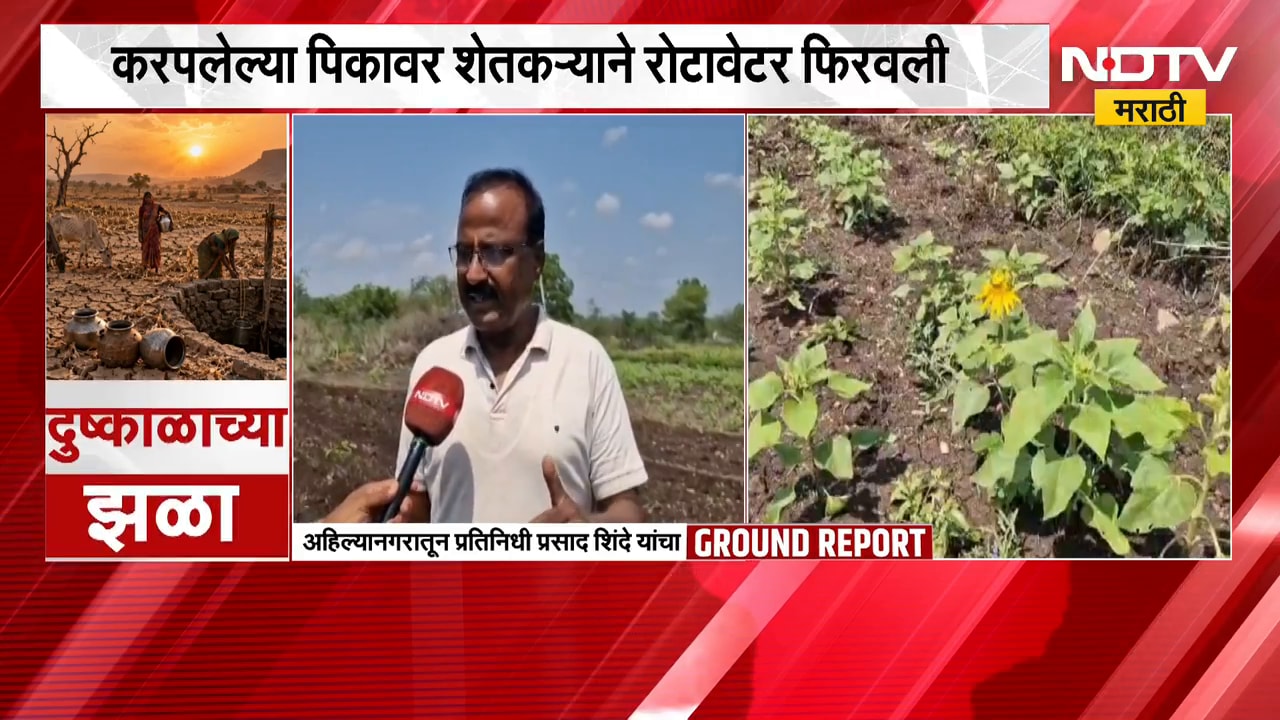 Ahilyanagar Drought | अहिल्यानगरमध्ये दुष्काळाची भीषण परिस्थिती; सोयाबीन, तूर आणि मूग पिकं करपली