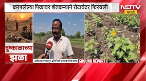 Ahilyanagar Drought | अहिल्यानगरमध्ये दुष्काळाची भीषण परिस्थिती; सोयाबीन, तूर आणि मूग पिकं करपली