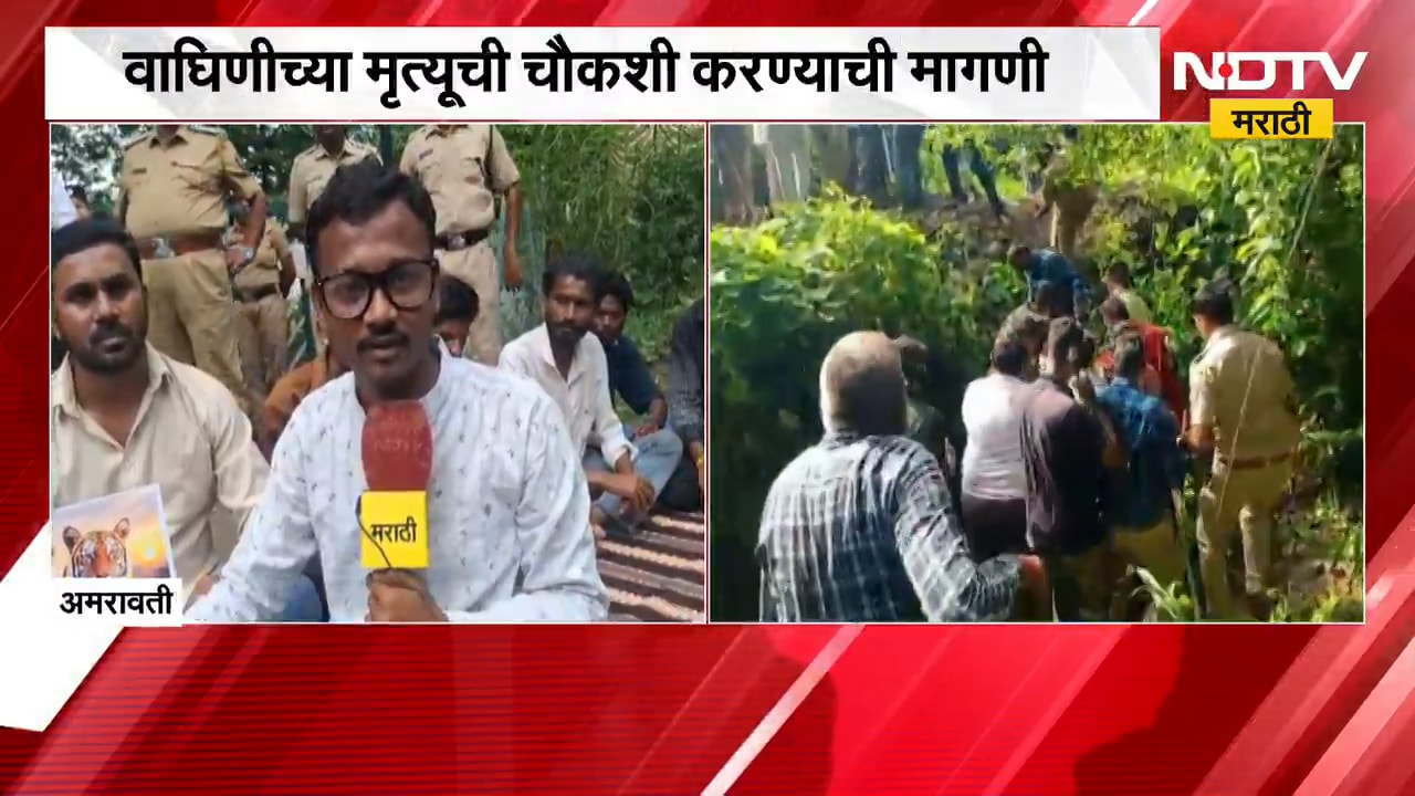 Amravati मध्ये 4 बळी घेणाऱ्या वाघिणीचा उपचारादरम्यान मृत्यू, जेरबंद केल्यानंतर प्रकृती बिघडली |NDTV
