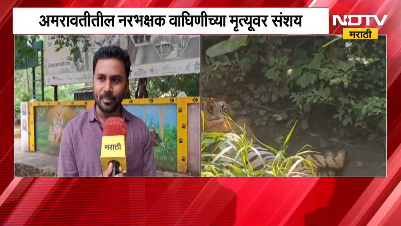 Amravati News | अमरावतीतील 'त्या' वाघिणीचा मृत्यू, वनविभागाच्या रेस्क्यू टीमला संवेदना नसल्याचा आरोप