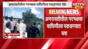 Amravati Tiger | अमरावतीतील नरभक्षक वाघिणीला पकडण्यात यश, शेतकऱ्यांना दिलासा | NDTV Marathi