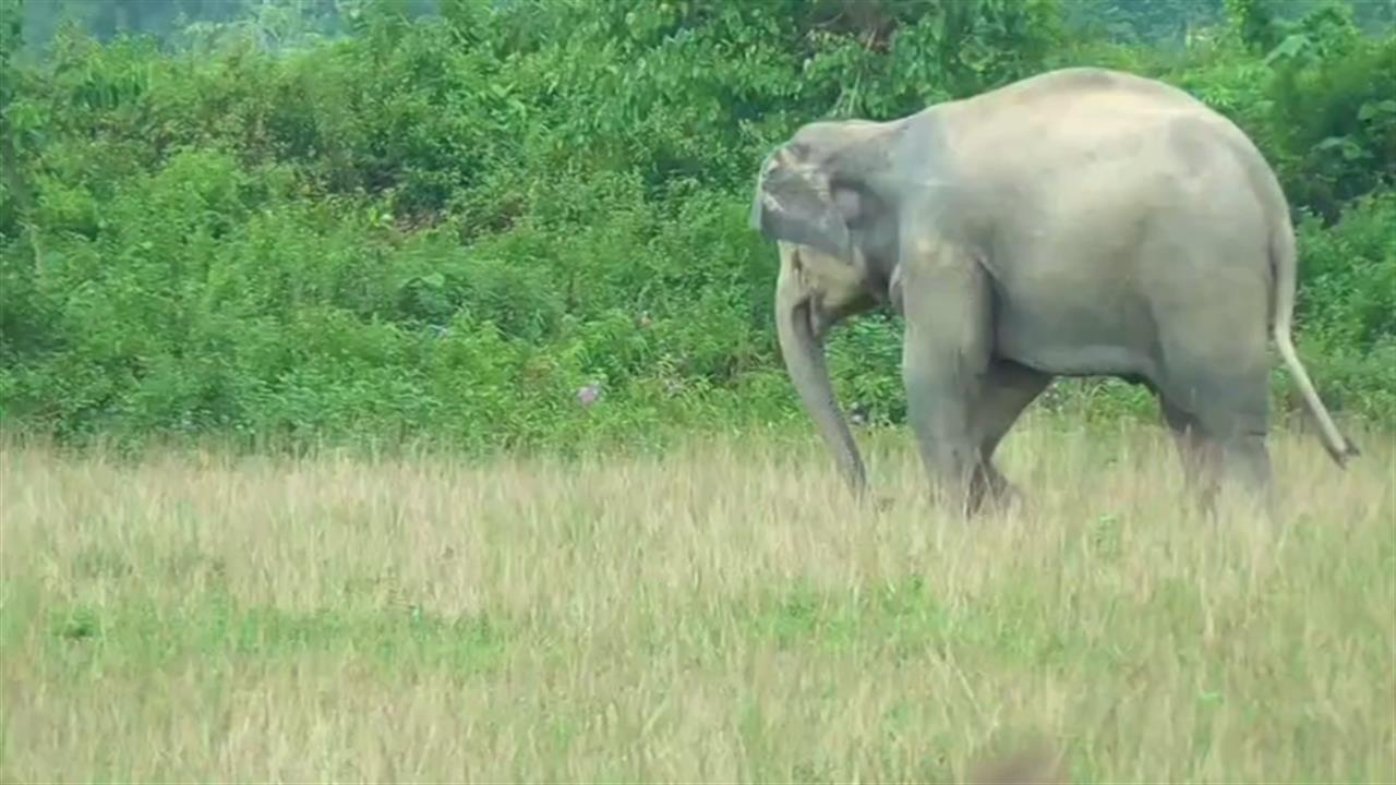 जब फुटबॉलर बना हाथी