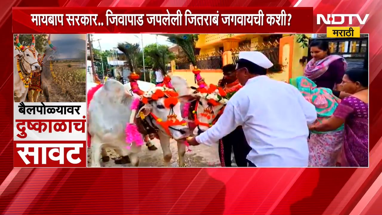 Special Report | बैलपोळ्यावर दुष्काळाचं सावट, बळीराजाच्या सच्चा साथीदाराचं ऋण फेडायचं तरी कसं?