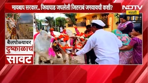 Special Report | बैलपोळ्यावर दुष्काळाचं सावट, बळीराजाच्या सच्चा साथीदाराचं ऋण फेडायचं तरी कसं?