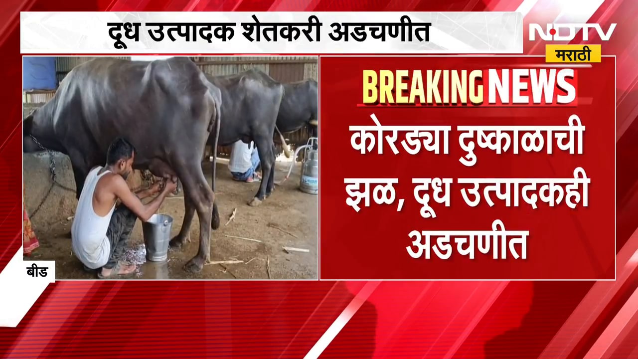 Maharashtra Drought | कोरड्या दुष्काळाची झळ, दूध उत्पादक शेतकरी अडचणीत | NDTV Marathi