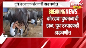 Maharashtra Drought | कोरड्या दुष्काळाची झळ, दूध उत्पादक शेतकरी अडचणीत | NDTV Marathi