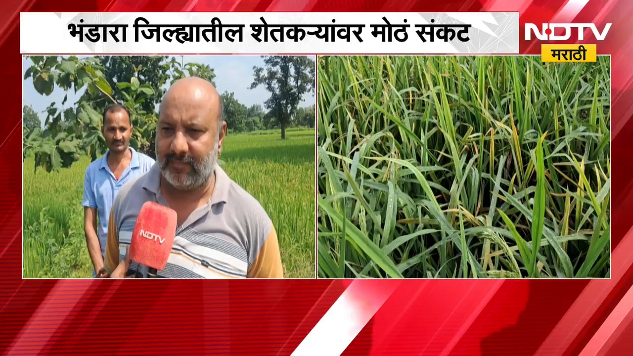 Bhandara | भंडारा जिल्ह्यात दुष्काळजन्य परिस्थिती, धान पिकावर रोगाचं संकट; शेतकऱ्यांचं नुकसान