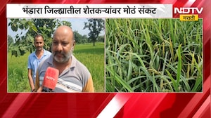 Bhandara | भंडारा जिल्ह्यात दुष्काळजन्य परिस्थिती, धान पिकावर रोगाचं संकट; शेतकऱ्यांचं नुकसान