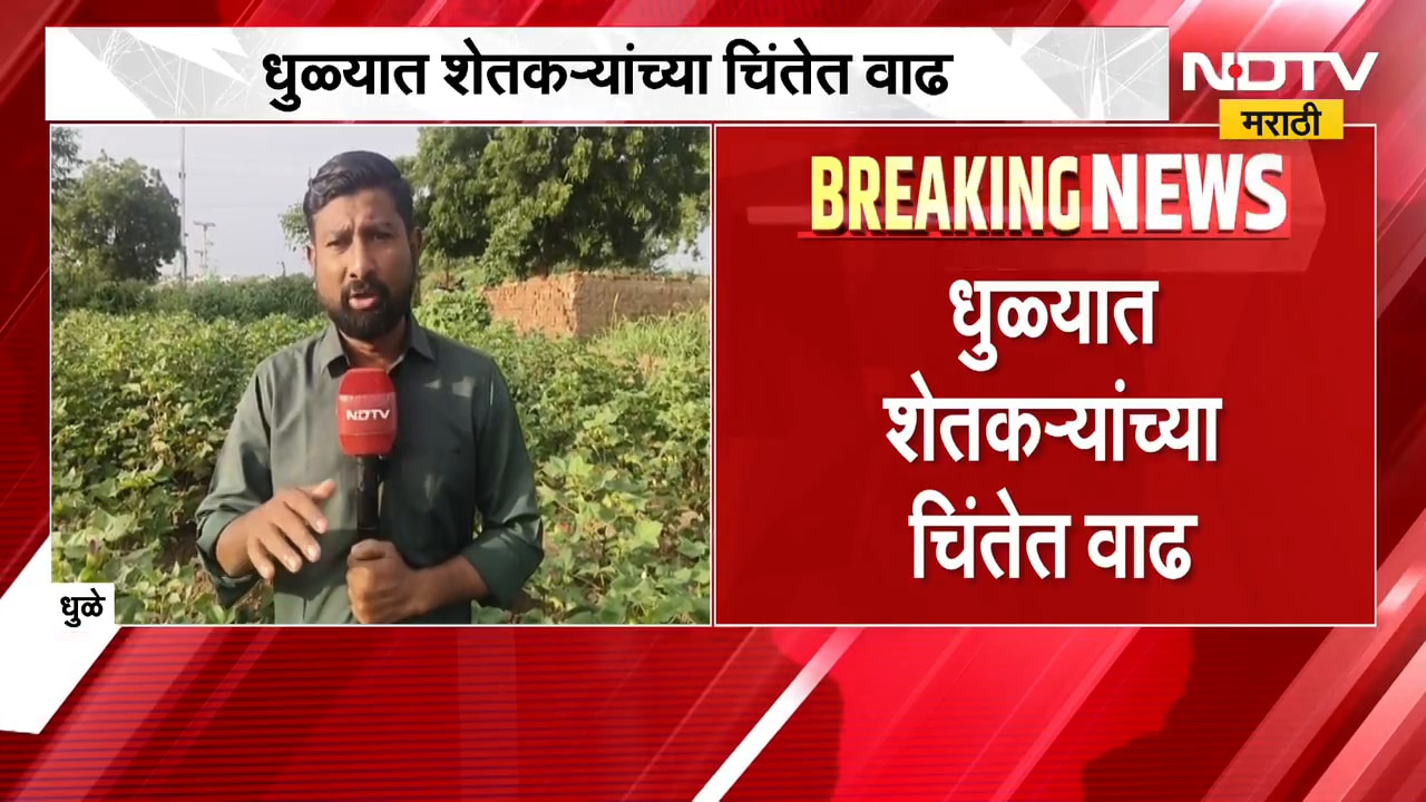 Dhule | Rain Updates | धुळ्यात जुलैनंतर पावसाची दडी; कपाशी, मका, हरभरा संकटात