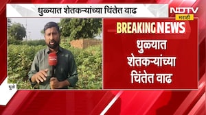 Dhule | Rain Updates | धुळ्यात जुलैनंतर पावसाची दडी; कपाशी, मका, हरभरा संकटात