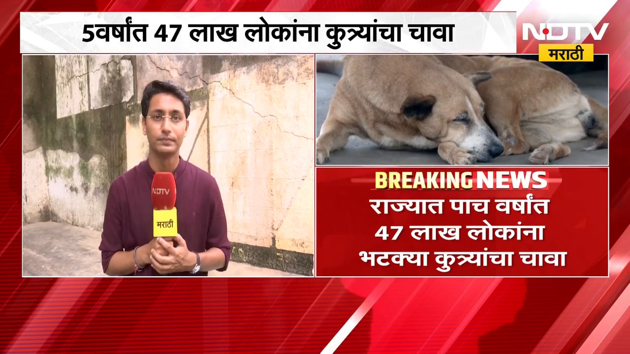 Stray Dogs Bits | 5 वर्षात 47 लाख लोकांना भटक्या कुत्र्यांचा चावा, माहिती अधिकारात उघड | NDTV