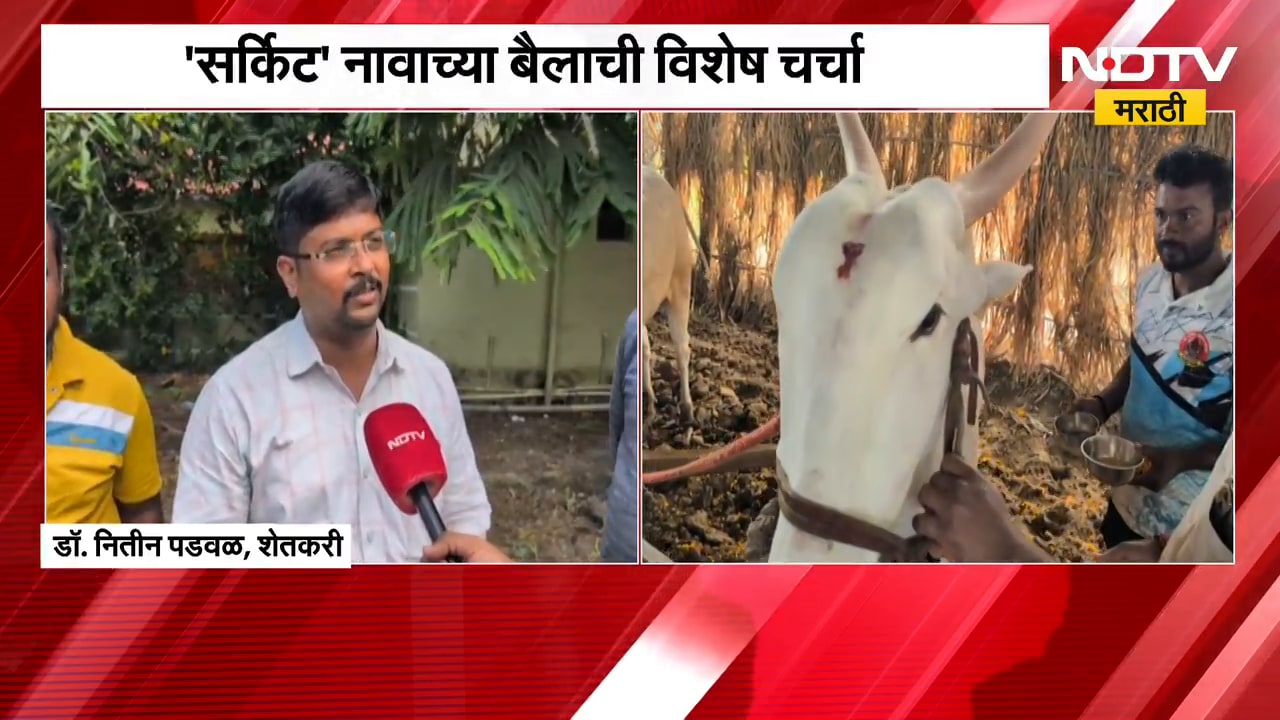 लाखमोलाच्या बैलांचा थाट, नाशिक पुण्यात बैलपोळ्याचा उत्साह, सर्किट नावाच्या बैलाची विशेष चर्चा  NDTV