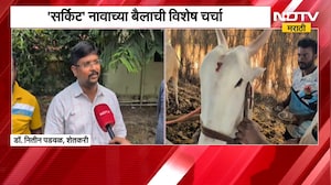 लाखमोलाच्या बैलांचा थाट, नाशिक पुण्यात बैलपोळ्याचा उत्साह, सर्किट नावाच्या बैलाची विशेष चर्चा  NDTV