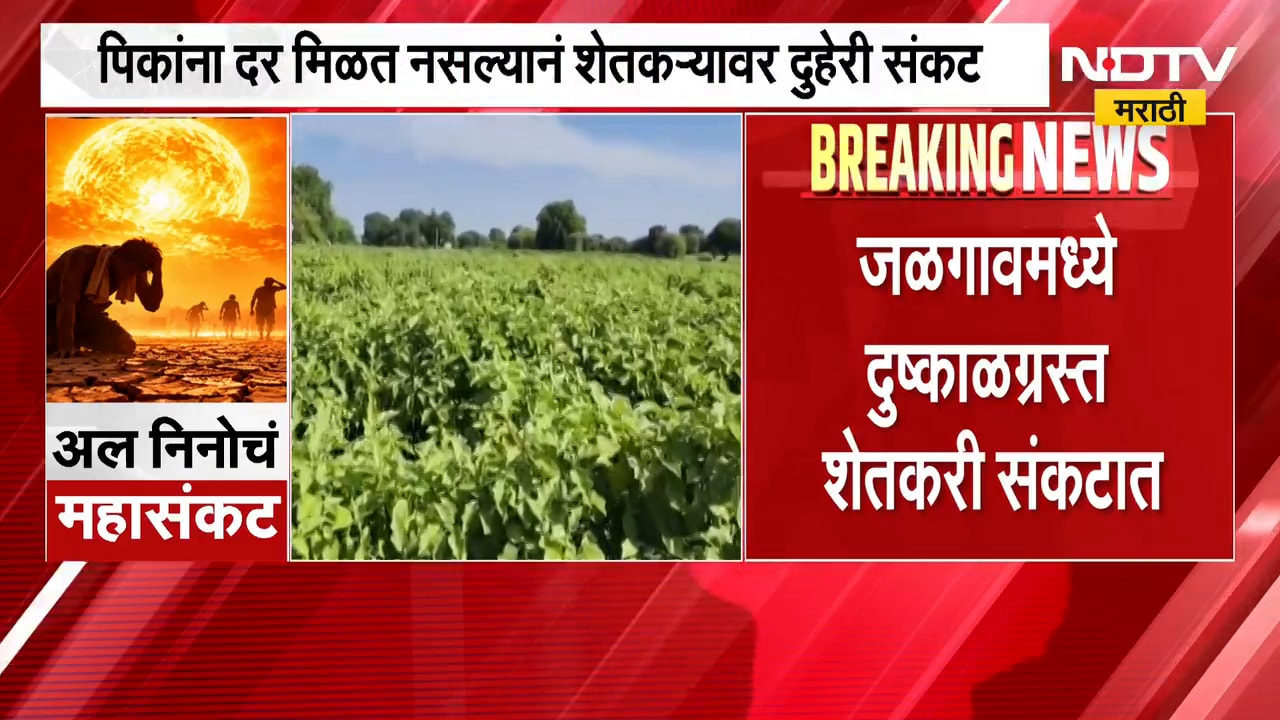 Jalgaon | El Niño Crisis | अल निनोचं महासंकट, दर नसल्याने वांगी पिकावर फिरवला रोटावेटर | NDTV