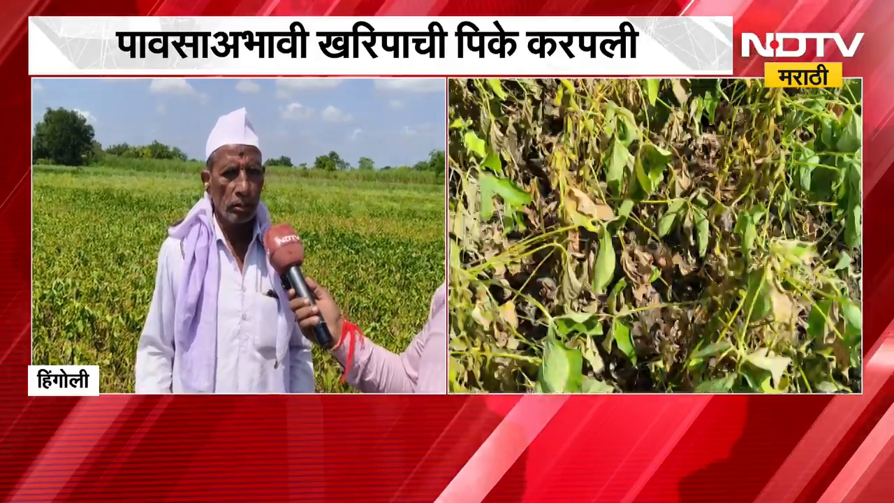 Hingoli जिल्ह्यात पावसाचा मोठा खंड, पावसाअभावी खरिपाची पिके करपली | NDTV Marathi