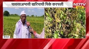Hingoli जिल्ह्यात पावसाचा मोठा खंड, पावसाअभावी खरिपाची पिके करपली | NDTV Marathi