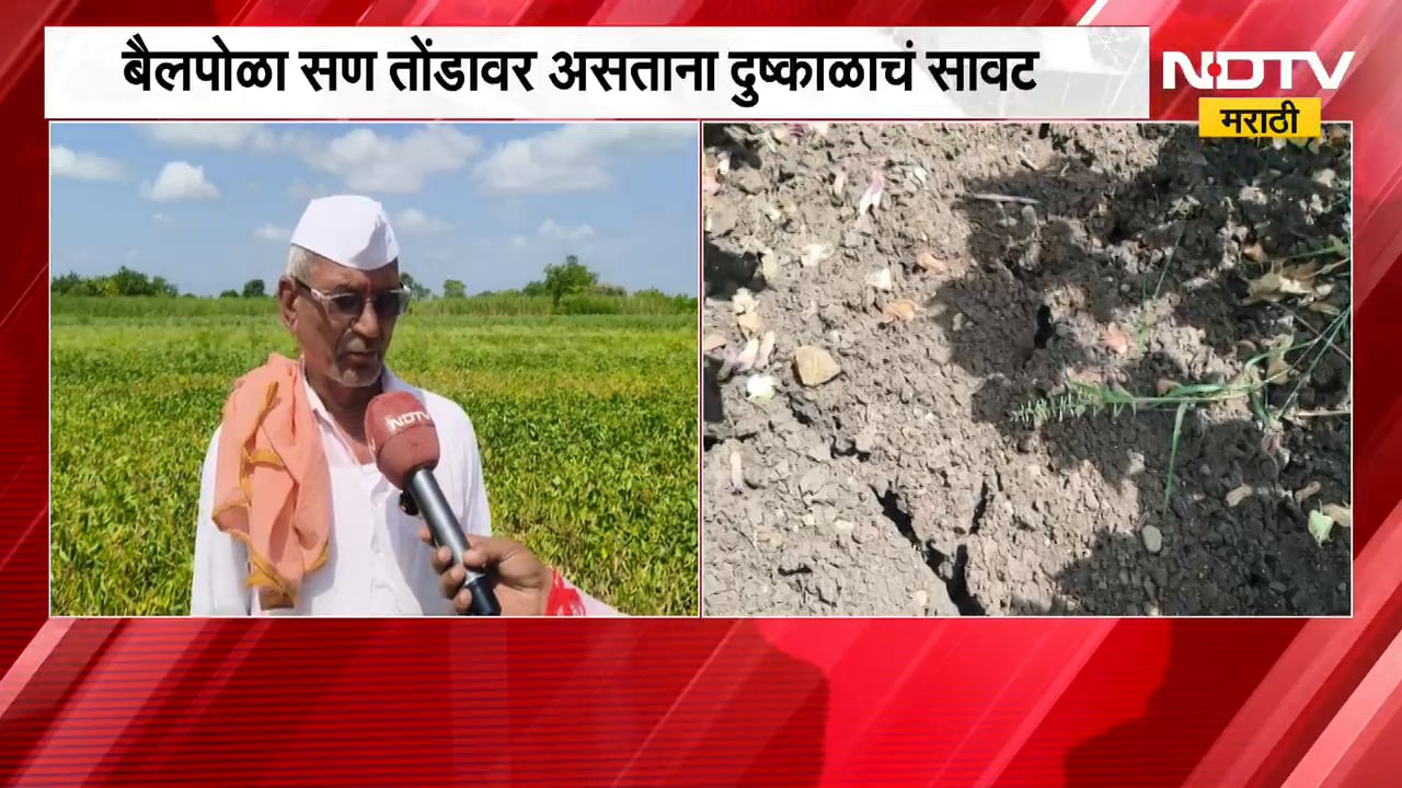 Hingoli | पावसाअभावी खरिपाची पिके करपली, बैलपोळा सण तोंडावर असताना दुष्काळाचं सावट