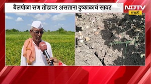 Hingoli | पावसाअभावी खरिपाची पिके करपली, बैलपोळा सण तोंडावर असताना दुष्काळाचं सावट