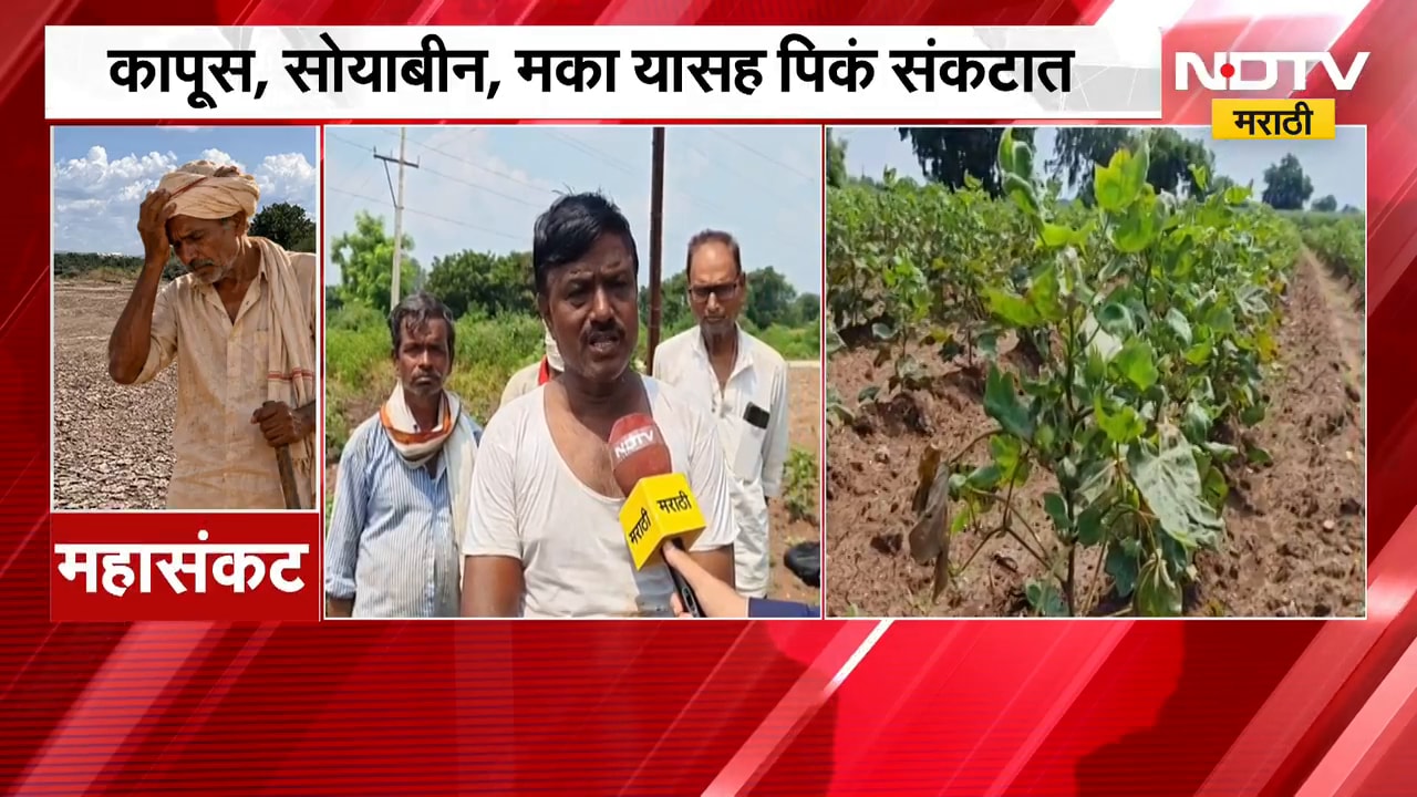 Jalgaon Rai| जळगावात दीड महिन्यापासून पावसाची दडी; मका, सोयाबीन, कापसाचं प्रचंड नुकसान
