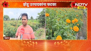Bhandara | प्लास्टिकच्या फुलांची मागणी वाढली, झेंडू उत्पादकांना फटका | NDTV Marathi