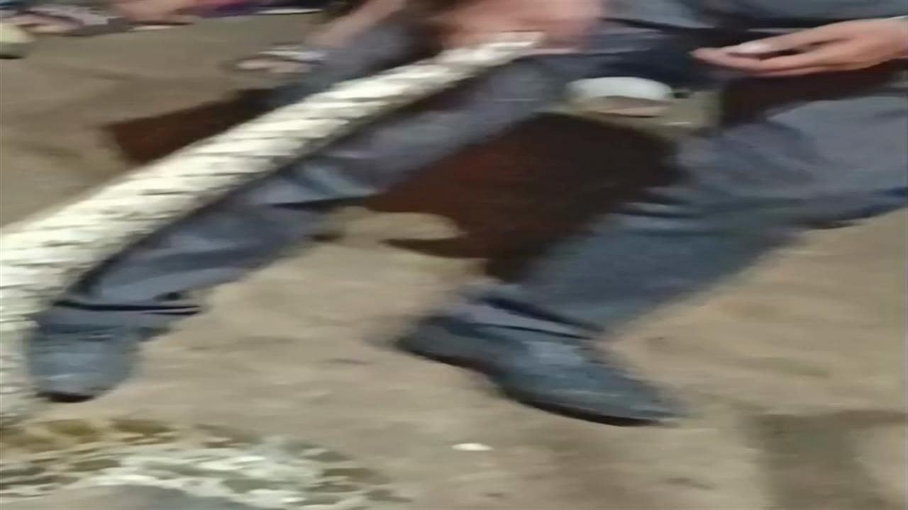 kanpur snake terror python like anaconda video