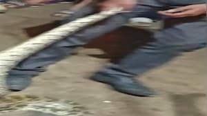 kanpur snake terror python like anaconda video
