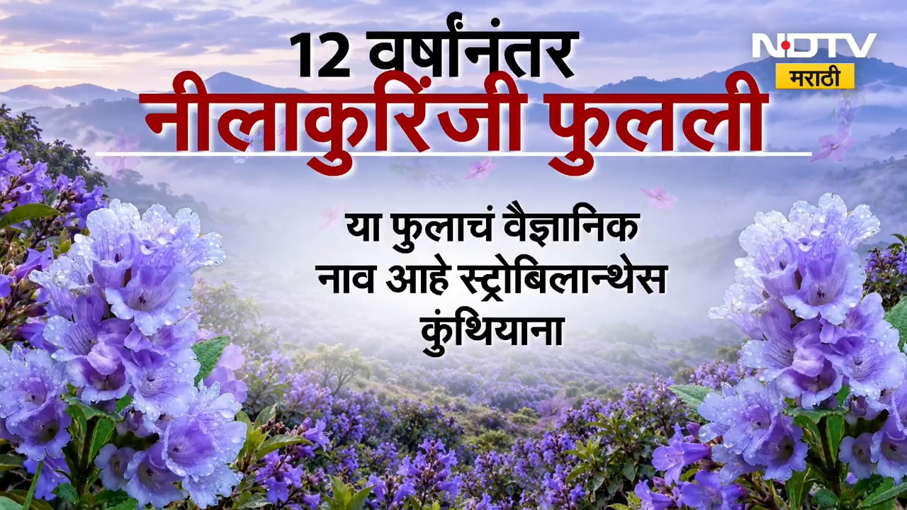Nature in Munnar | केरळमच्या मुन्नारमध्ये निसर्गाची अद्भूत किमया | NDTV Marathi