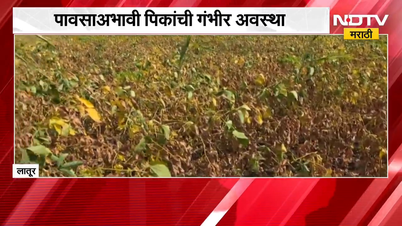 Latur No Rain | लातूरमध्ये पावसाअभावी सोयाबीन पीक संकटात, शेतकरी चिंतेत | NDTV Marathi