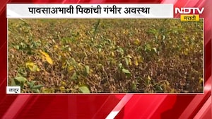 Latur No Rain | लातूरमध्ये पावसाअभावी सोयाबीन पीक संकटात, शेतकरी चिंतेत | NDTV Marathi
