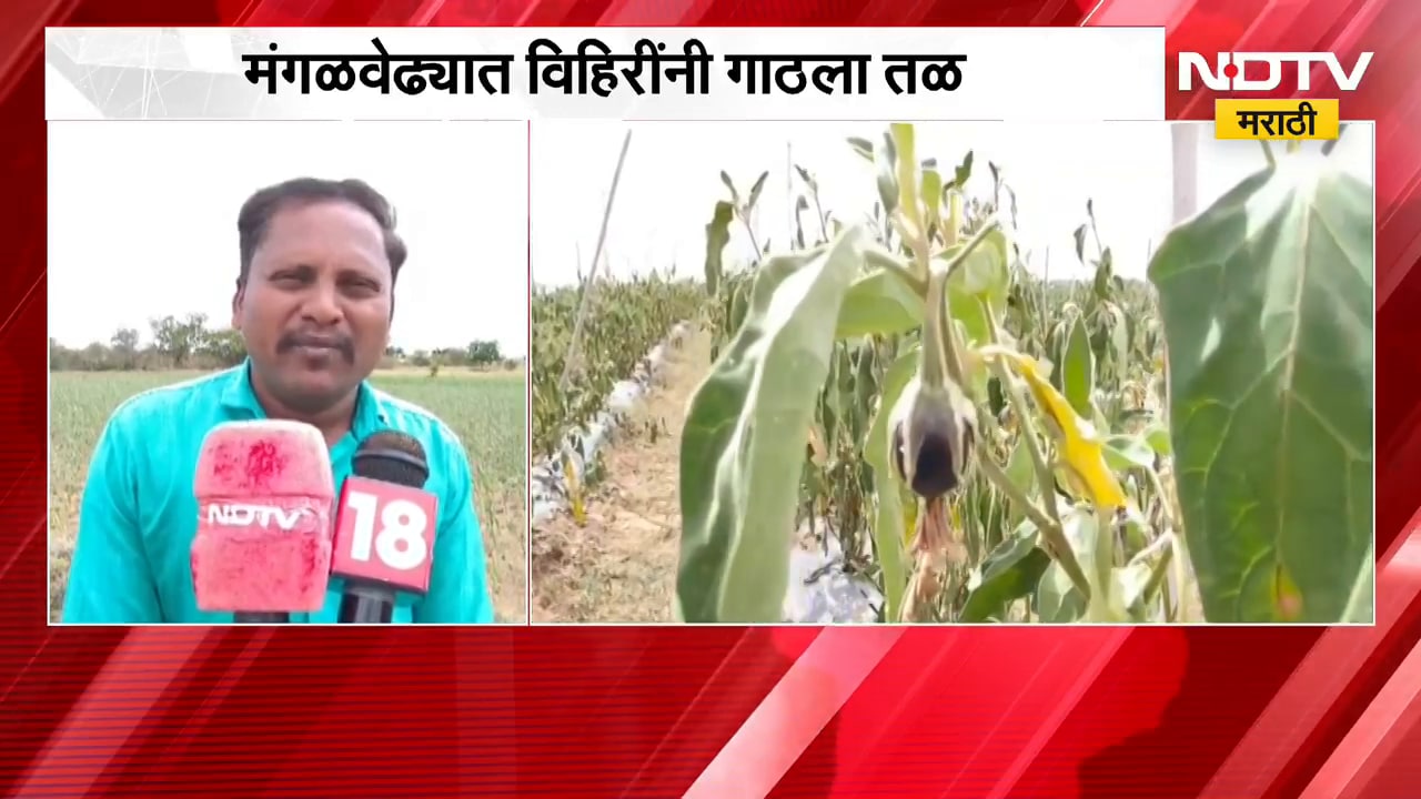 Solapur च्या मंगळवेढा तालुक्यात पावसाविना खरिपाची पिकं धोक्यात ।  NDTV मराठी