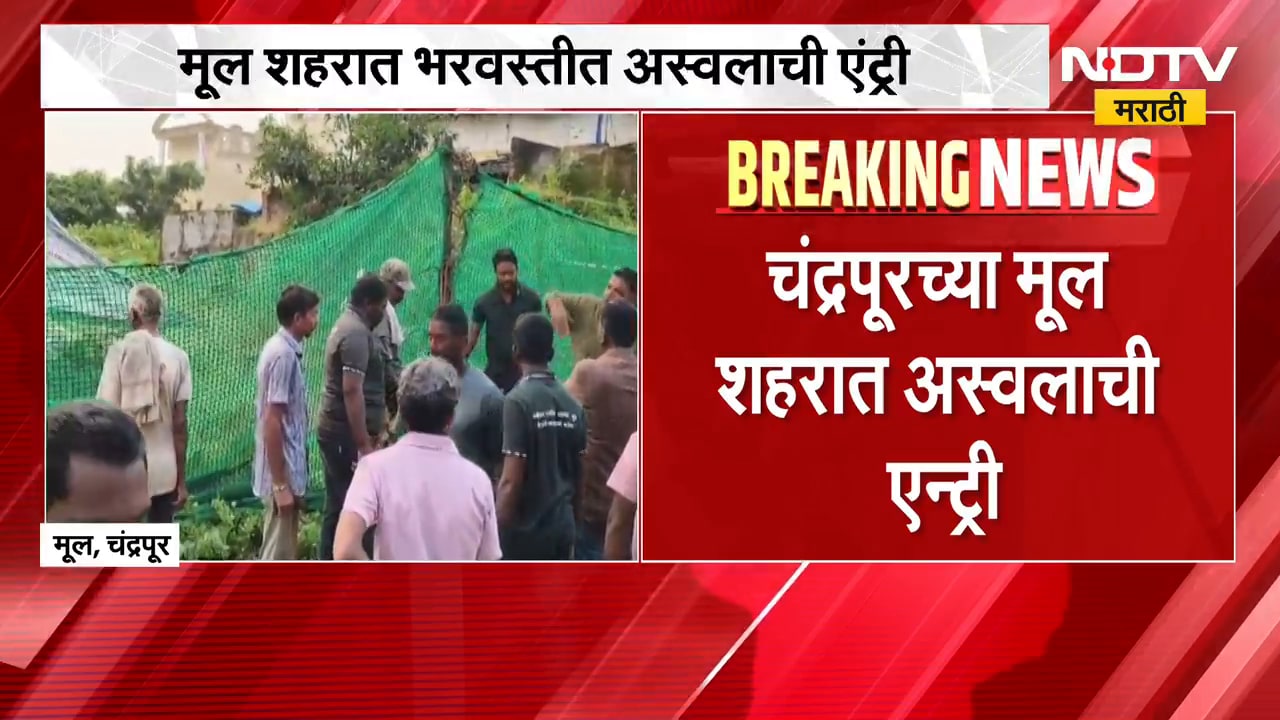 Chandrapur | चंद्रपूरच्या मूल शहरात अस्वलाची एन्ट्री, वनविभागाकडून रेस्क्यू ऑपरेशन | NDTV Marathi