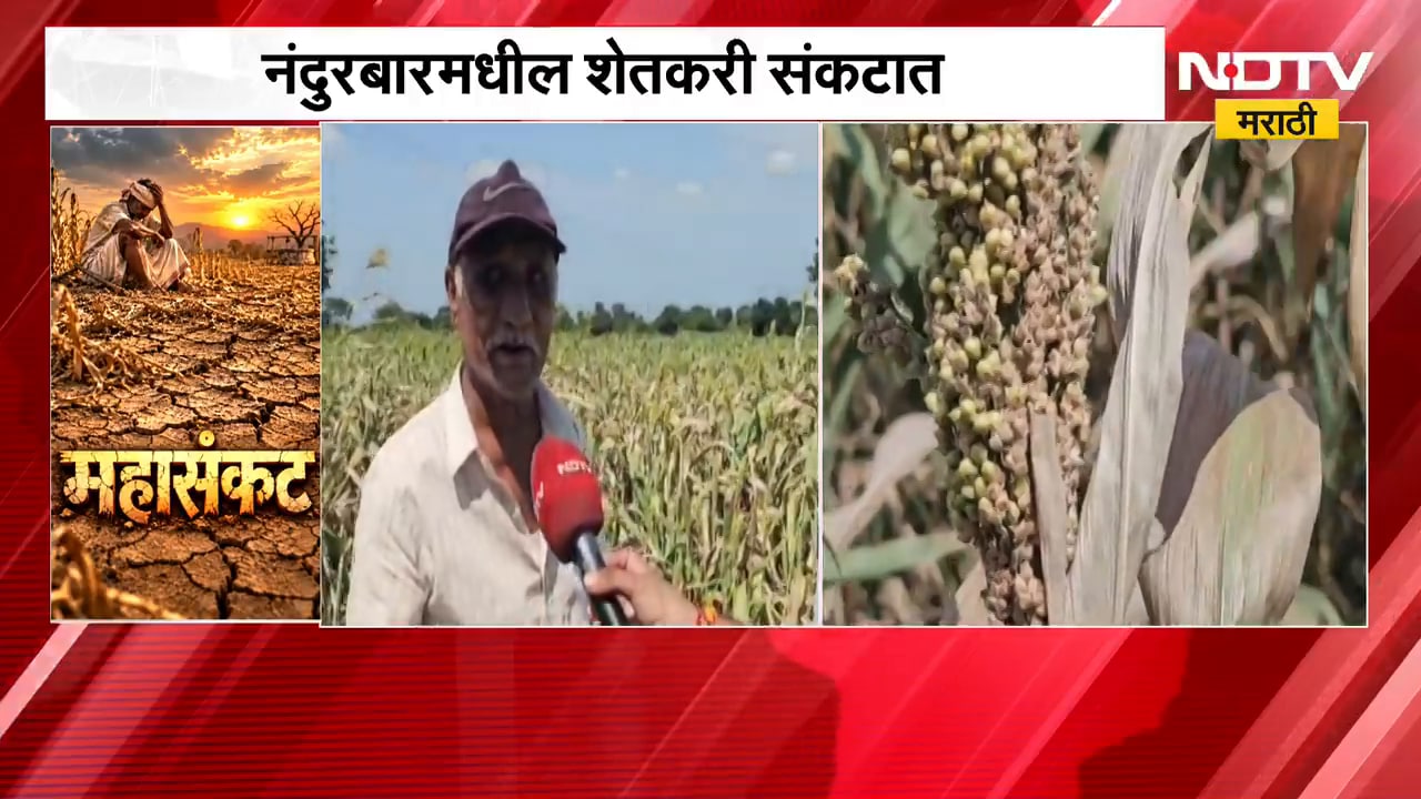 Nandurbar जिल्हा दुष्काळग्रस्त जाहीर मात्र लाभ कधी ?, नंदुरबारमधील शेतकरी संकटात | NDTV Marathi