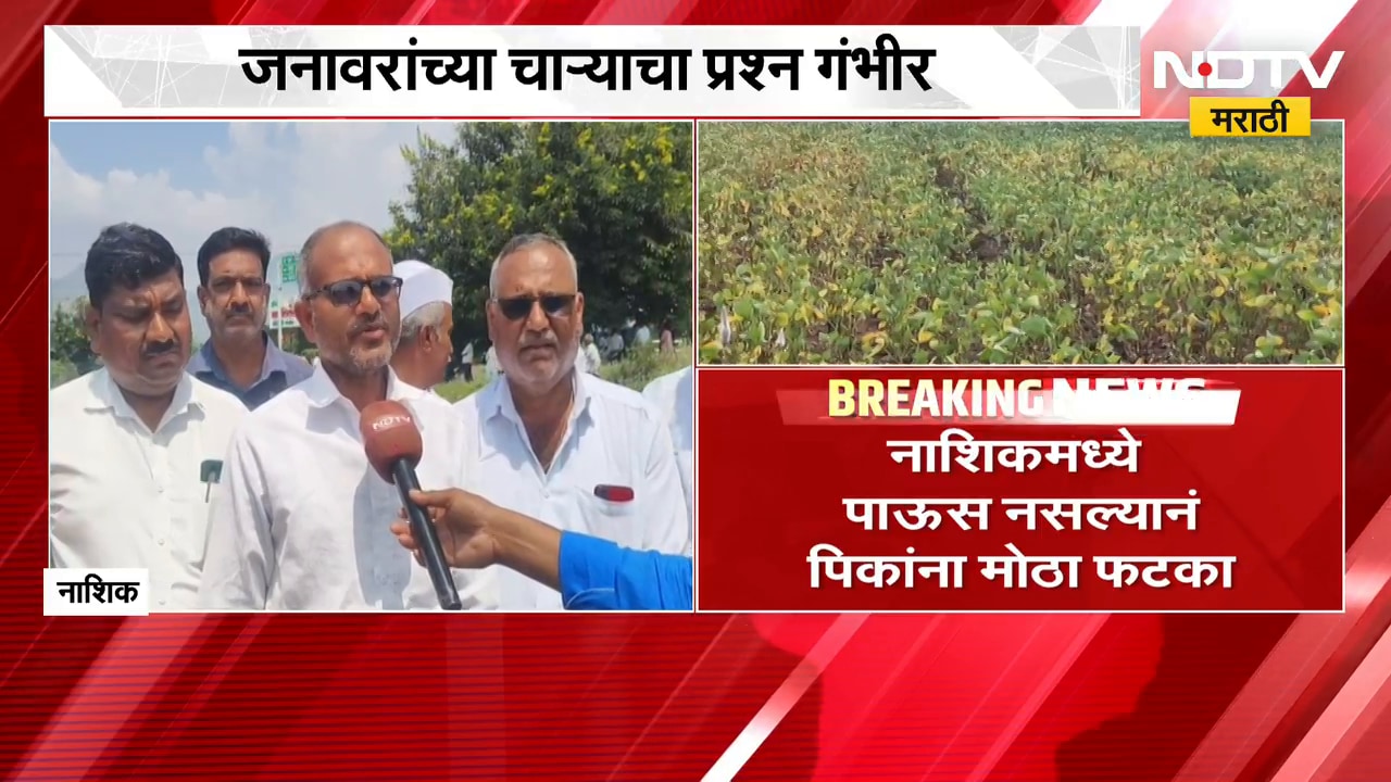 Nashik|पिकांचं नुकसान, बळीराजा संकटात; जनावरांच्या चाऱ्याचा प्रश्न गंभीर, शेतकऱ्यांशी संवाद