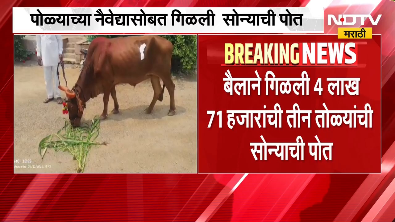 Jalgaon| नैवेद्यासोबत बैलाने गिळली तीन तोळ्यांची सोन्याची पोत, 10 दिवसांनंतर यशस्वी शस्त्रक्रिया