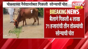 Jalgaon| नैवेद्यासोबत बैलाने गिळली तीन तोळ्यांची सोन्याची पोत, 10 दिवसांनंतर यशस्वी शस्त्रक्रिया