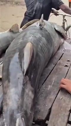 Video: नेपाल से बहकर बिहार आई 100 kg की मछली, ठेले पर लाद कर ले गया मछुआरा