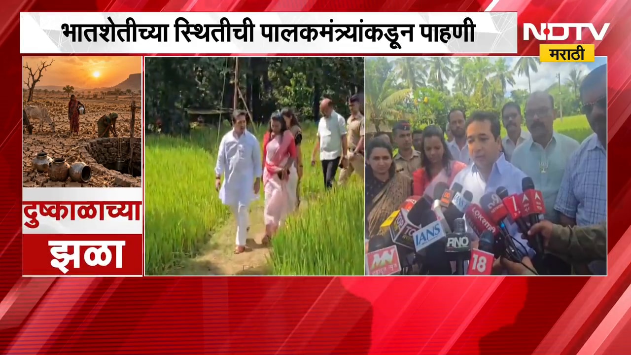 Nitesh Rane | पालकमंत्री नितेश राणे शेतीच्या बांधावर, भातशेतीच्या स्थितीची पाहणी | NDTV Marathi