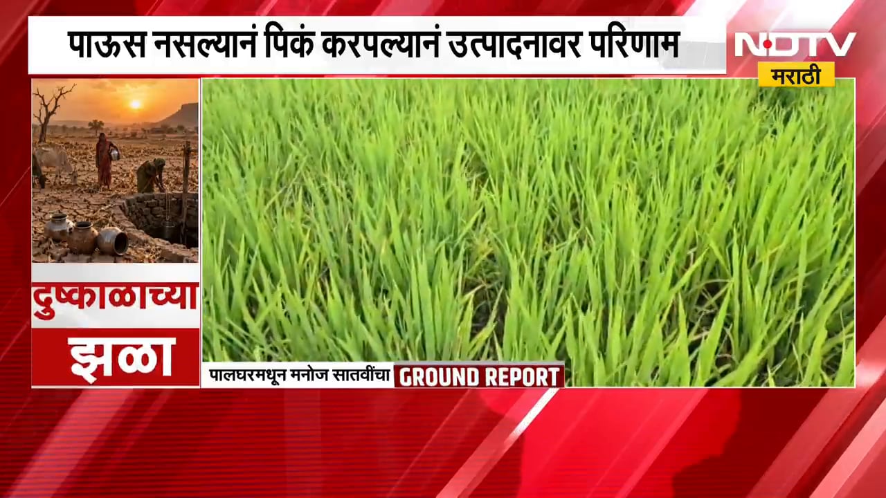 Palghar No Rain | पावसाने दडी मारल्याने भातशेती धोक्यात, पालघरमधील शेतकरी चिंतेत | NDTV Marathi