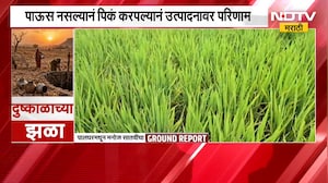 Palghar No Rain | पावसाने दडी मारल्याने भातशेती धोक्यात, पालघरमधील शेतकरी चिंतेत | NDTV Marathi
