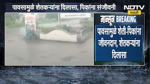 Rain News | महिनाभराच्या प्रतीक्षेनंतर बुलढाणा आणि इंदापुरात पावसाच्या सरी, शेतकऱ्यांना दिलासा