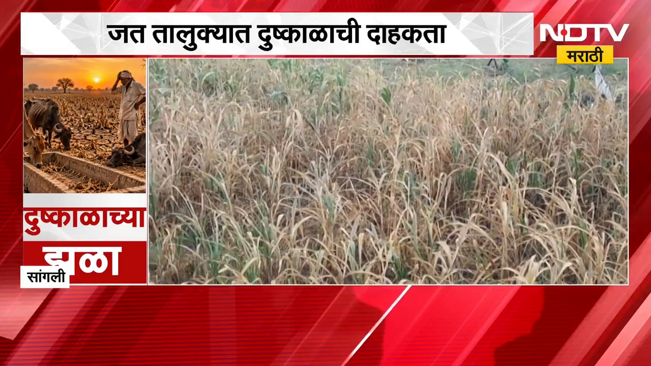 Sangli Drought | तलाव पडले कोरडे, सांगलीच्या जत तालुक्यात दुष्काळाची दाहकता दाखवणारा रिपोर्ट