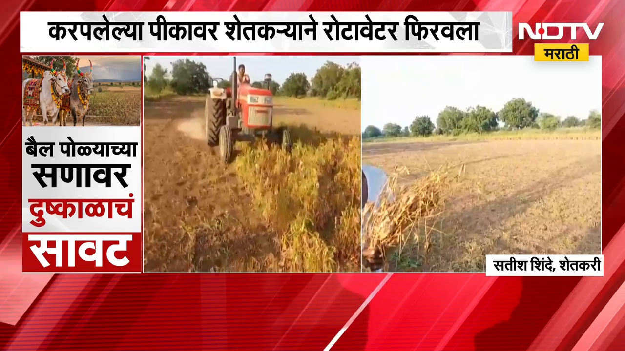 Solapur मध्ये पावसाअभावी सोयाबीनचं करपलं, करपलेल्या पीकावर शेतकऱ्याने रोटावेटर फिरवला | NDTV Marathi