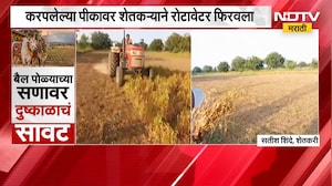 Solapur मध्ये पावसाअभावी सोयाबीनचं करपलं, करपलेल्या पीकावर शेतकऱ्याने रोटावेटर फिरवला | NDTV Marathi