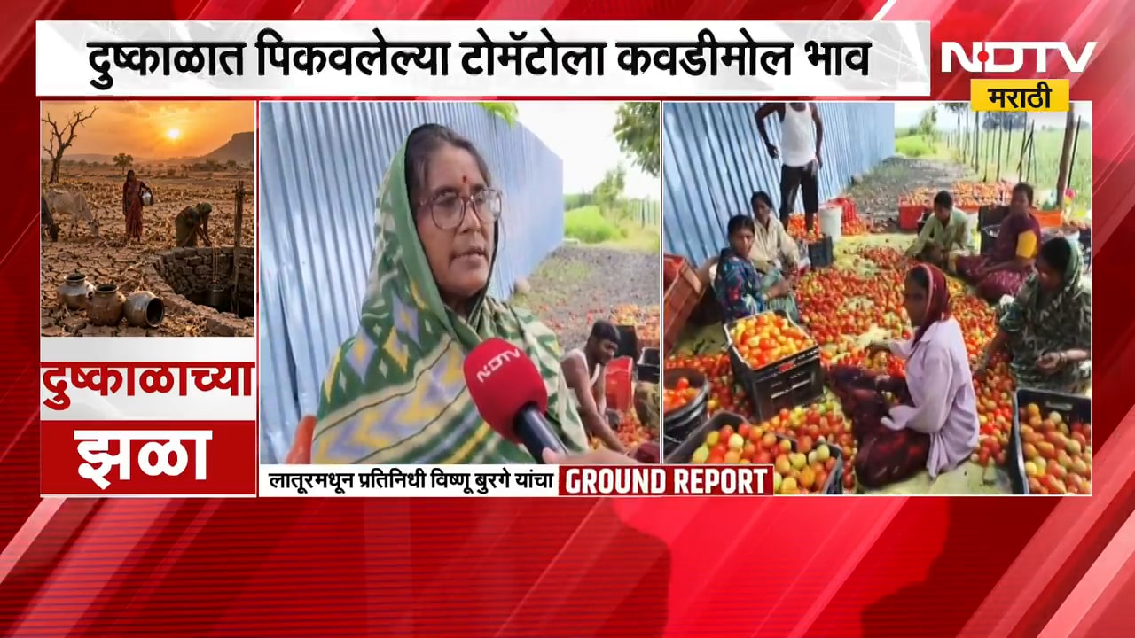 Tomato Price Drop | टोमॅटोचे दर घसरले, दुष्काळात पिकवलेल्या टोमॅटोला कवडीमोल भाव | NDTV Marathi