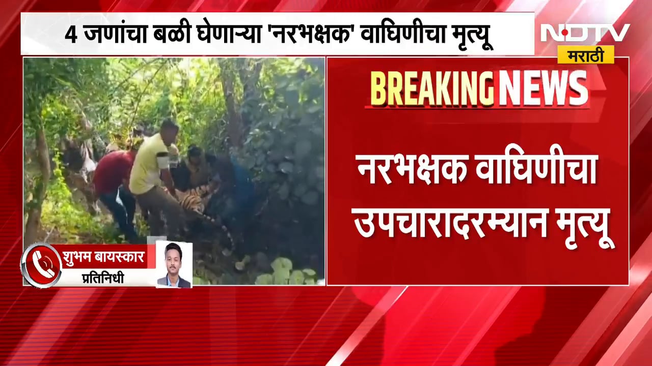 Amravati | अमरावतीतील 'त्या' वाघिणीचा मृत्यू, प्रशासन चौकशी करणार का? | NDTV Marathi