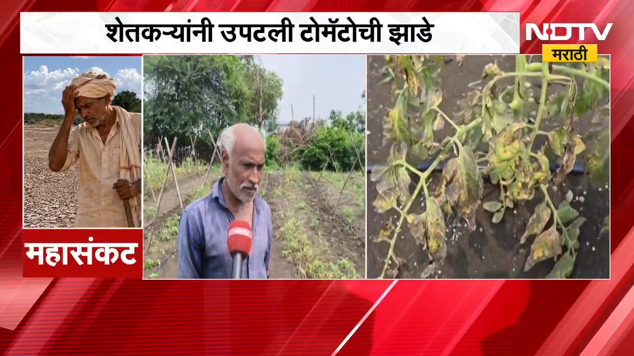 Wardha No Rain | पाऊस नाही, पिकं करपली; शेतकऱ्यांनी उपटली टोमॅटोची झाडं | NDTV Marathi
