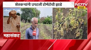 Wardha No Rain | पाऊस नाही, पिकं करपली; शेतकऱ्यांनी उपटली टोमॅटोची झाडं | NDTV Marathi