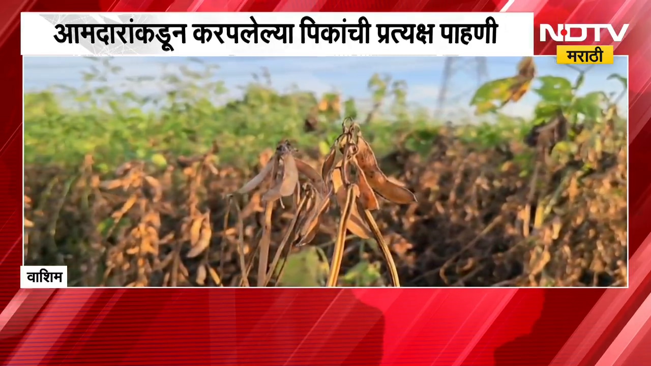Washim| 50 दिवसांच्या पावसाच्या खंडाने शेतकरी संकटात, सोयाबीन, तूर, कपाशीची पिकं पाण्याअभावी करपली