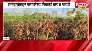 Washim| 50 दिवसांच्या पावसाच्या खंडाने शेतकरी संकटात, सोयाबीन, तूर, कपाशीची पिकं पाण्याअभावी करपली